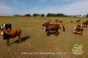 INICIO TOURO.00_02_42_26.Quadro020_93b5b45fe3492c33924d90630819b6a605885cbb.jpg